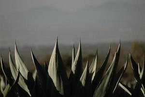 Agaves with space for text in Mexico photo
