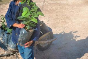 Person with plant to grow in hand photo