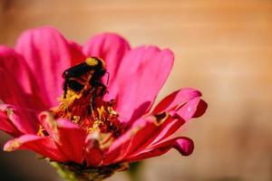 abejorro dentro de una flor foto