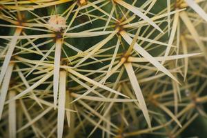 Cactus in mexico for wallpaper or background photo