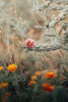 Mexican cactus pink flower with right copyspace photo