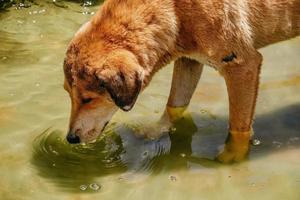 perro abandonado bebiendo agua de una fuente foto