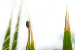 insecto mariquita verde foto