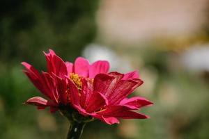 flor roja con copyspace a la derecha foto