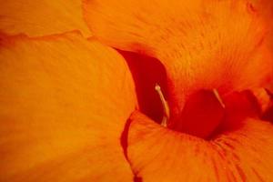 Canna 'Lulubell' in close up photo