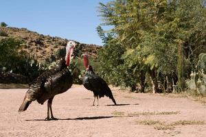 Two Black Turkeys from Mexico with copyspace on the right photo