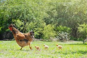 Hen with chicks on rural farm photo