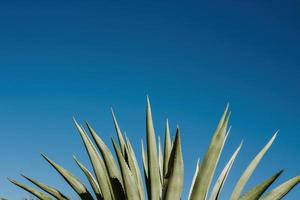 maguey con cielo azul en el fondo y copyspace en la parte superior foto