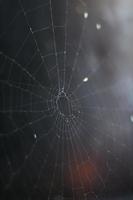 Cobweb background texture with dark background photo