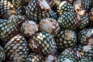 montones de agave en destilería esperando su procesamiento, tequila, jalisco, méxico. cosecha de agave. foto