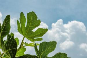 Fresh figs on the plant with green leafs photo