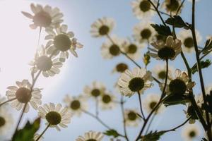 flor de manzanilla contra el sol foto
