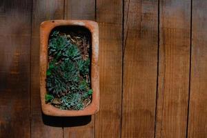 Cactus pot with wooden background and space for text photo