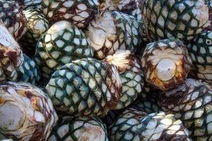 Agave piles in distillery waiting for processing, Tequila, Jalisco, Mexico. Harvest agave. photo