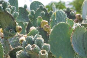 Cactus with fruit of Mexican xoconostles photo