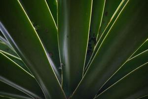 Cactus in mexico for wallpaper or background photo