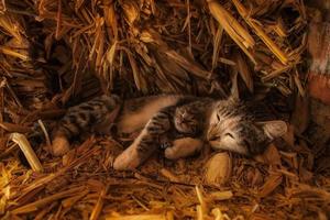 Cat lying on straw hugging her baby cat photo