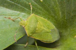 Green bug insect posing on a leaf being a healthy pest photo