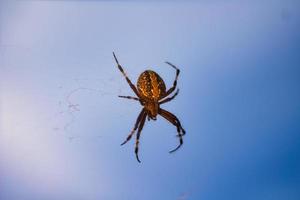Defenseless tiger spider with blue sky background photo