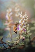 Bee looking for nectar of lavender flower. Close-up and selective focus. photo