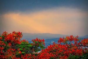 Flamboyant tree blossom park city photo