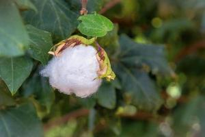 cotton on the green plant photo