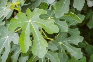 Fresh figs on the plant with green leafs photo