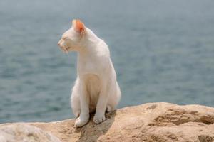 White cat with sea in the background photo