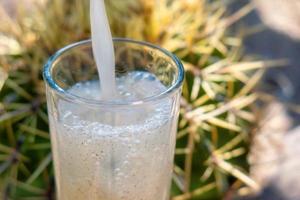 Guamiche drink Ferocactus wislizenii typical of guanajuato mexico photo