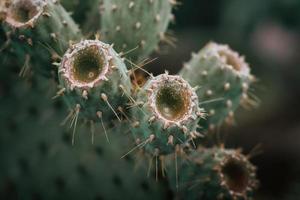 Nopal fruits or prickly pears with thorns in a composition for a retro desert background photo