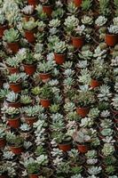 Background Pattern of pots with cactus photo