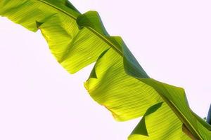 A Banana leaf with whit background photo