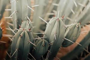 cactus close up background with copyspace photo