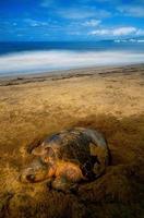 Photo of turtle laying her eggs on the beach with the beach in the background and copyspace