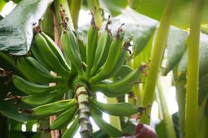 Bananas on the stalk still on the plant photo