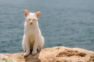 gato blanco con mar de fondo foto