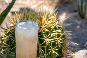 Guamiche drink Ferocactus wislizenii typical of guanajuato mexico photo