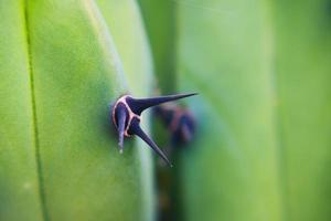 Cactus in mexico for wallpaper or background photo