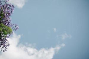 Flowers of Jacaranda trees bloom with blue sky on sunny day photo