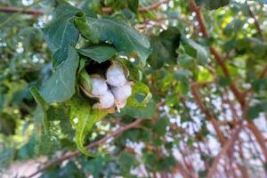 cotton on the green plant photo