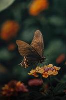 Black butterfly posing on a flower photo