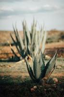 detalle de algunas plantas de maguey con copyspace foto