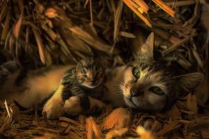 Cat lying on straw hugging her baby cat photo