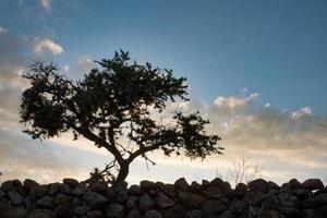 árbol con hermoso cielo de fondo foto