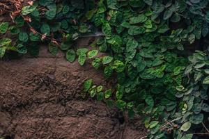 Background, texture of a stone wall with creepers and green vegetation photo