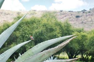Robin bird standing on maguey in mexico with copyspace photo
