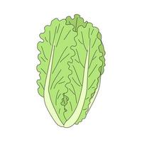 Fresh and ripe lettuce in cartoon style. Vector illustration of leaf vegetable isolated on white background