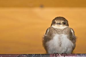 A swift swallow bird from africa portrait in the orange wood background photo