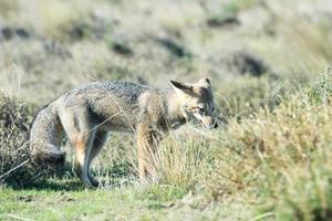 grey fox hunting on the grass photo