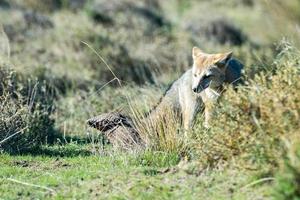 grey fox hunting armadillo on the grass photo
